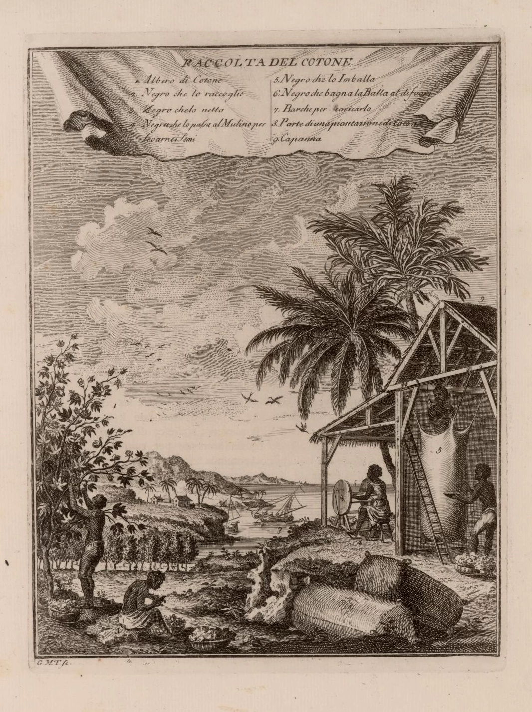 Raccolta del cotone, 1763